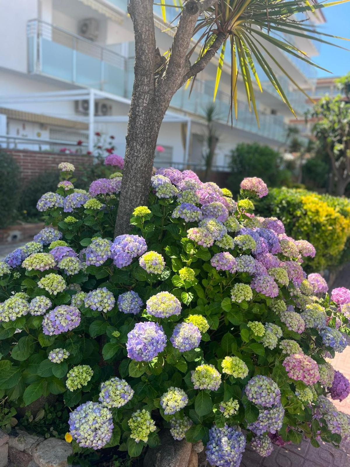 Apartmán Apcostas Els Pins Lotus Blanes Exteriér fotografie