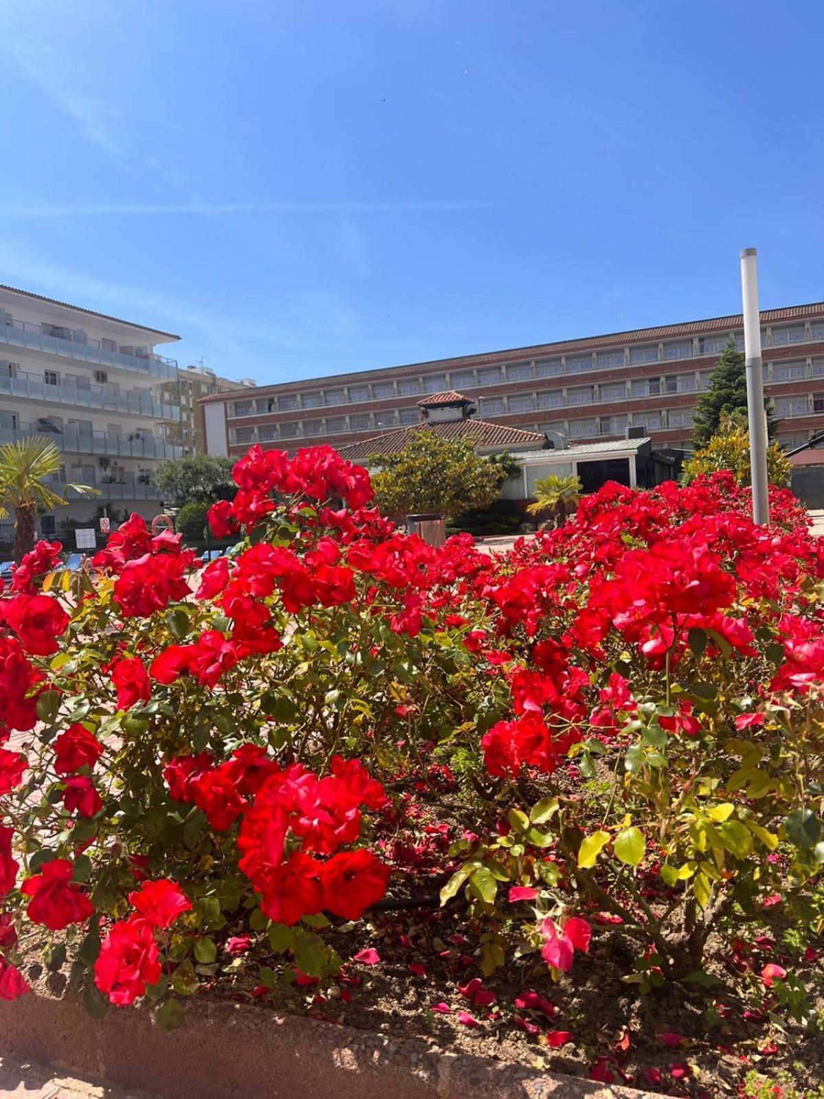 Apartmán Apcostas Els Pins Lotus Blanes Exteriér fotografie